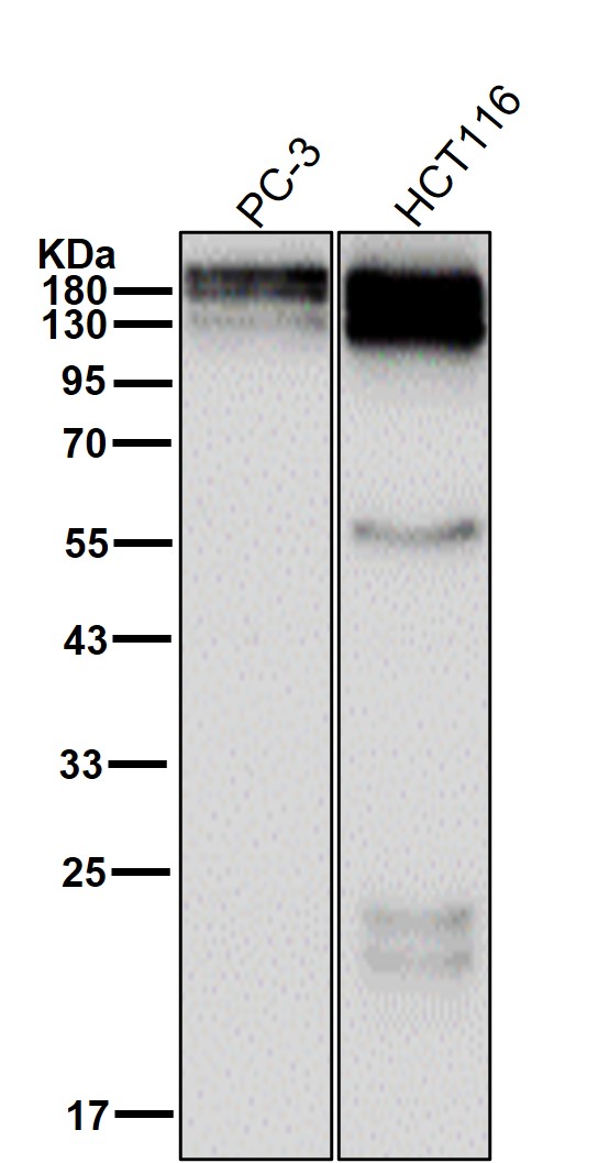 Integrin beta 4 Ab