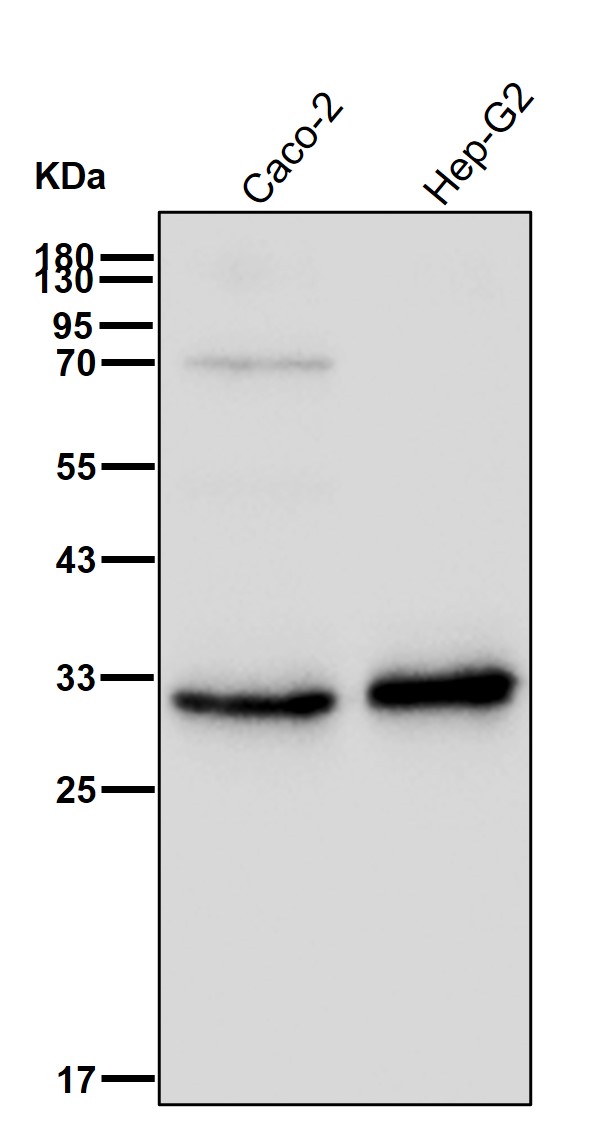 KCNIP1 Ab