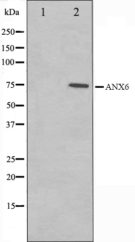 Annexin A6 Ab