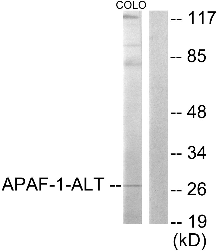 APAF 1 Ab