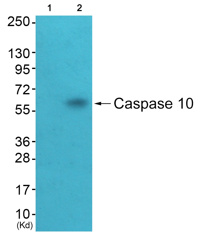 Caspase 10 Ab