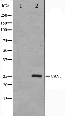 Caveolin 1 Ab