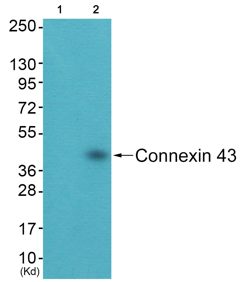 Connexin 43 Ab