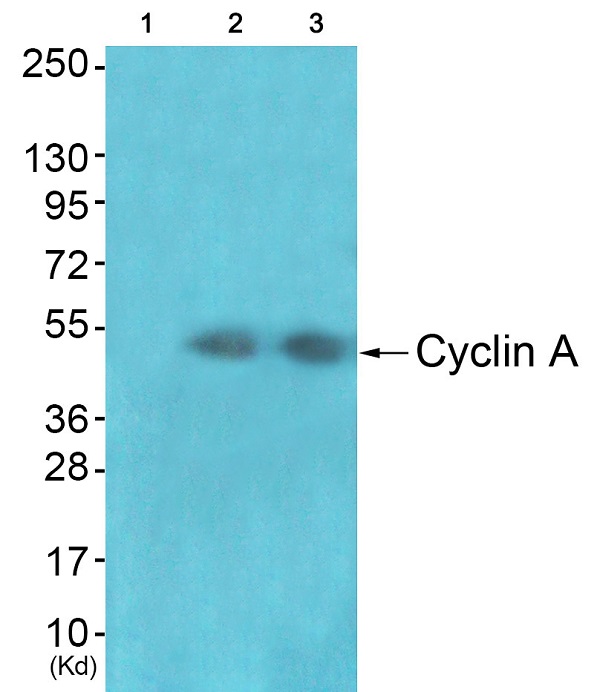 Cyclin A1/A2 Ab