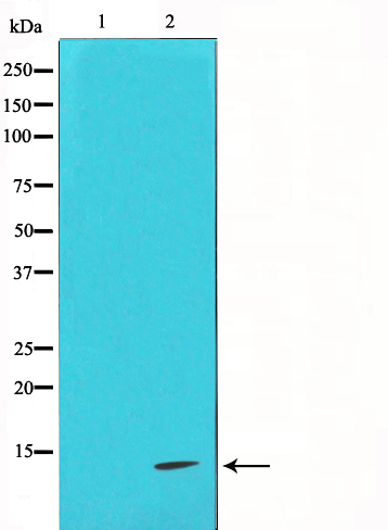 Cytochrome C Ab