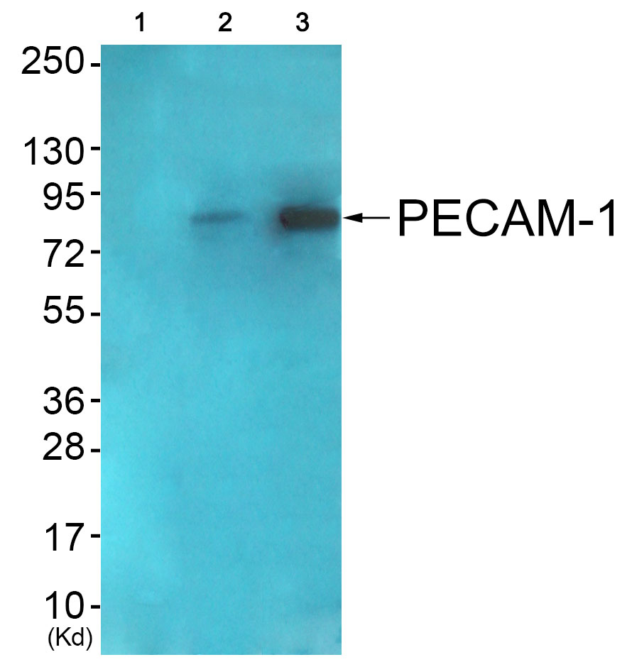 PECAM 1 Ab