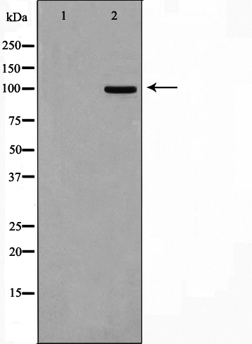 CSF 1R Ab