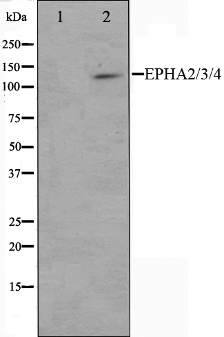 EPHA2/3/4 Ab