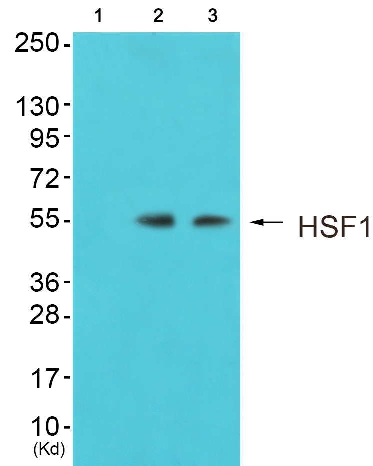 HSF1 Ab