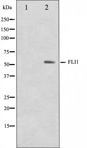 FLI1 Ab