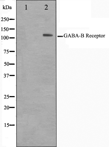 GABA B receptor 1 Ab