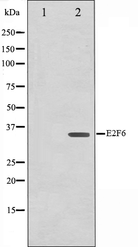 E2F6 Ab