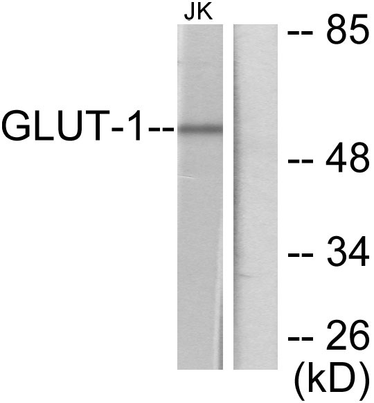 GLUT1 Ab