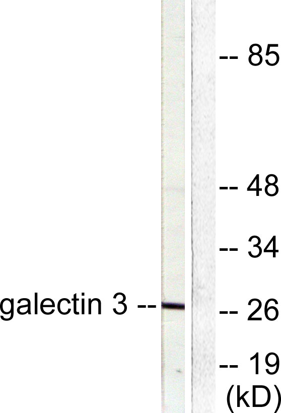 Galectin 3 Ab