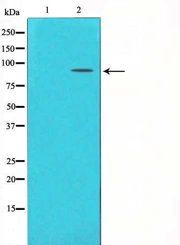 mGluR2/3 Ab