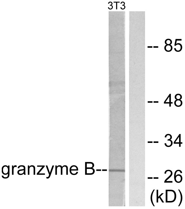 Granzyme B/H Ab