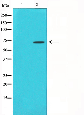 HDAC10 Ab