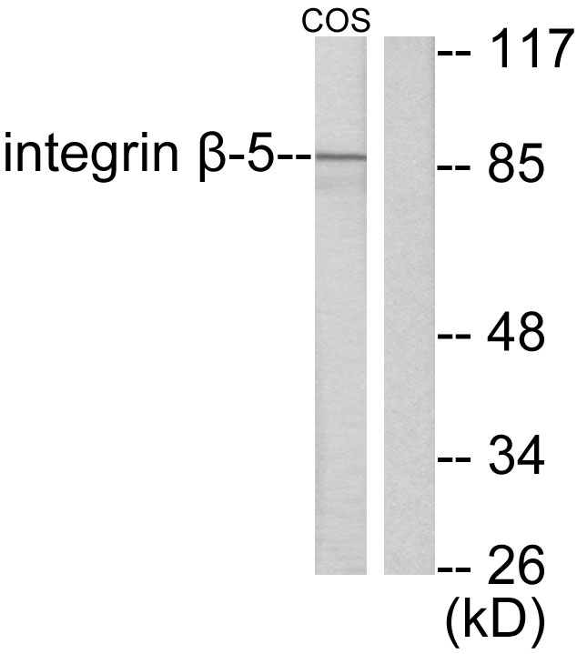 Integrin beta 5 Ab