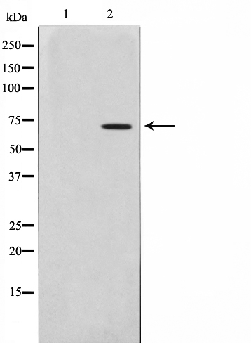 Involucrin Ab