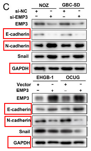 E Cadherin Ab