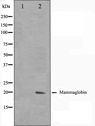 Mammaglobin A Ab