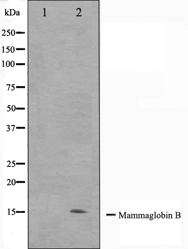 Mammaglobin B Ab