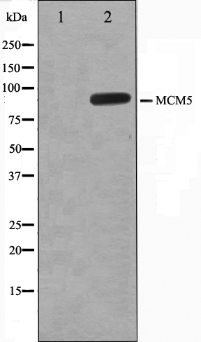 MCM5 Ab