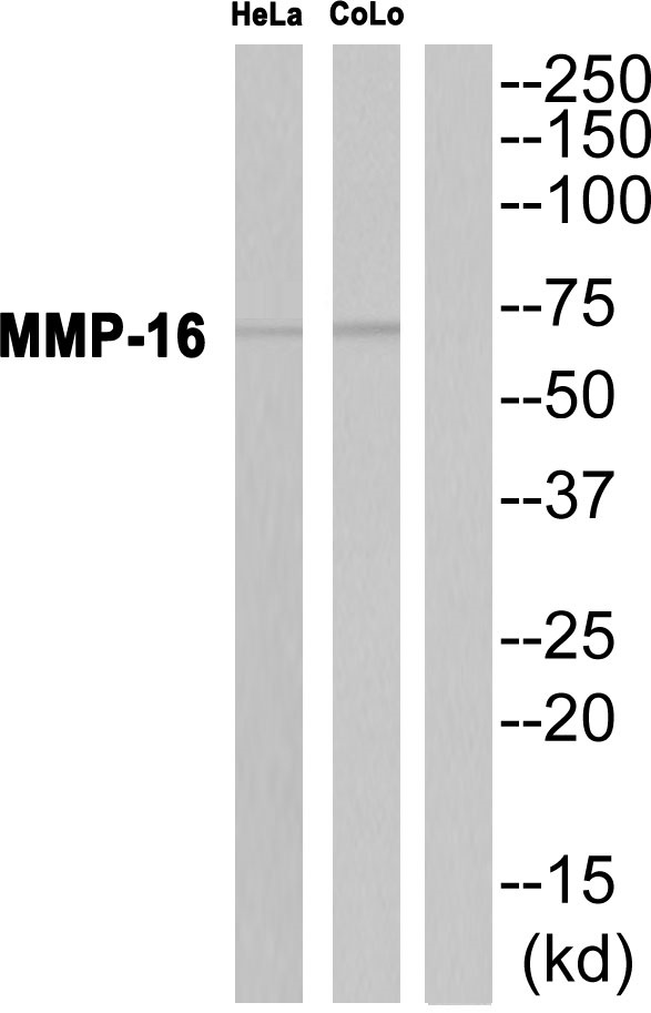 MMP16 Ab