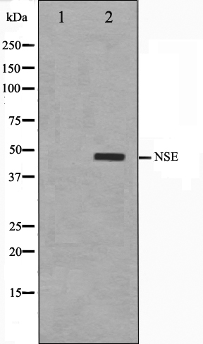 gamma Enolase Ab