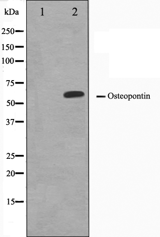 Osteopontin Ab