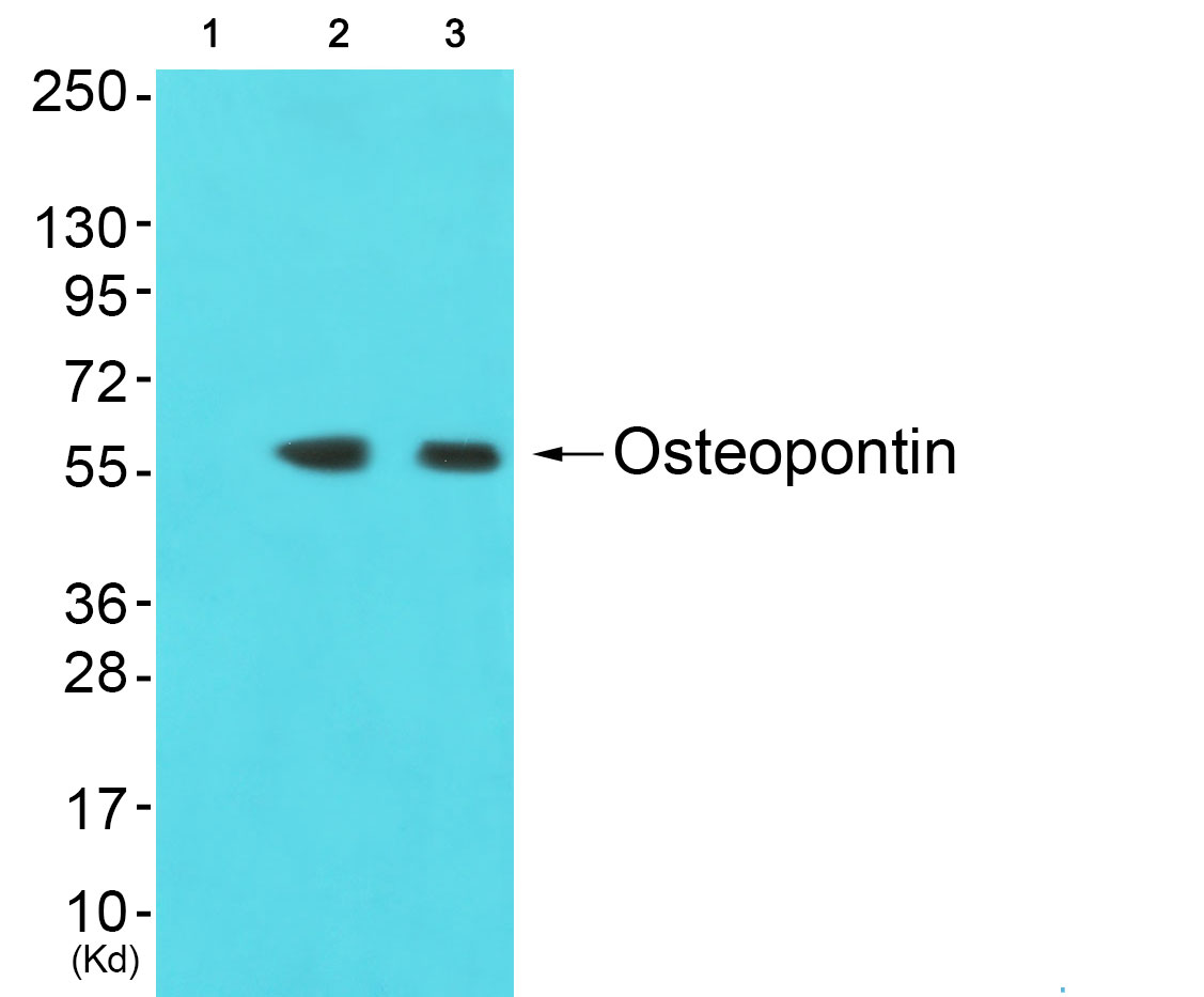 Osteopontin Ab