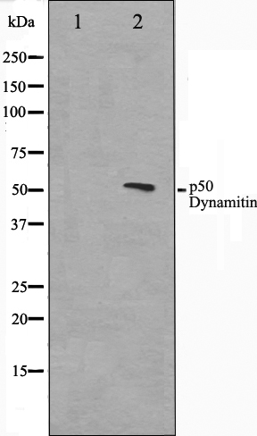 Dynactin 2 Ab