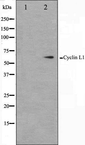 Cyclin L1 Ab