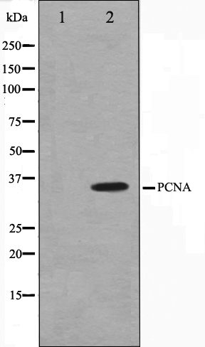 PCNA Ab