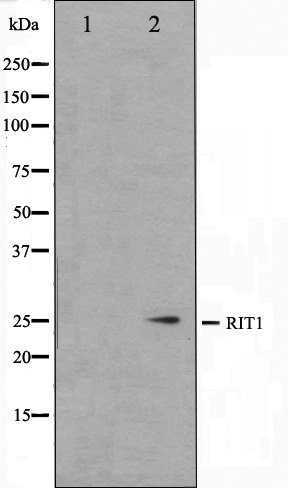 RIT1 Ab