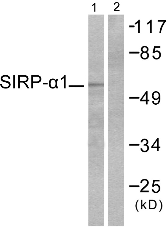 SHP substrate 1 Ab