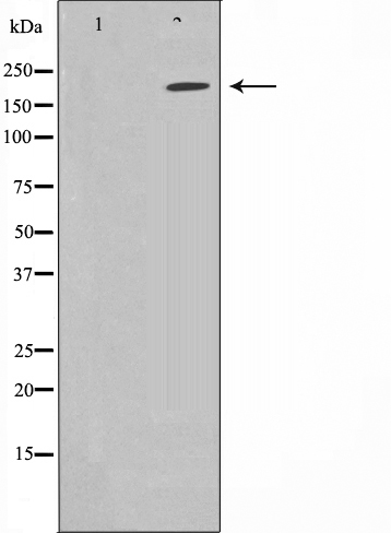 pan Sodium channel Ab