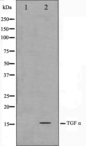 TGF alpha Ab
