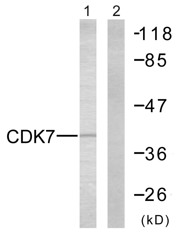 CDK7 Ab