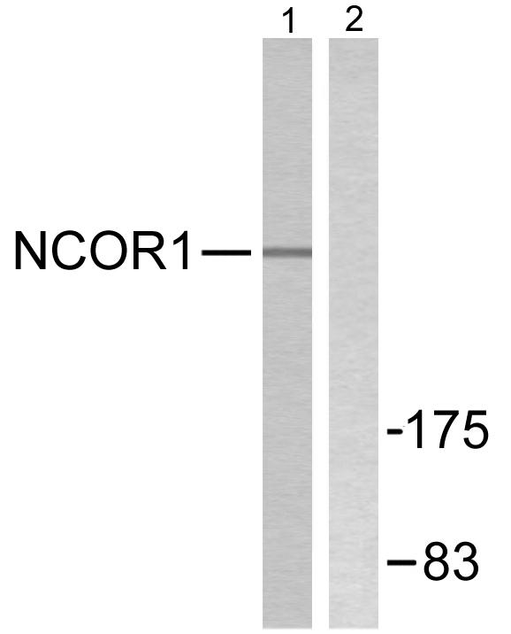 N CoR1 Ab