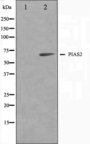 PIAS2 Ab