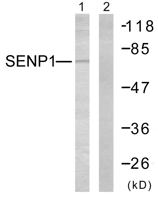 SENP1 Ab