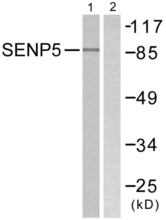 SENP5 Ab