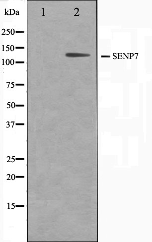 SENP8 Ab