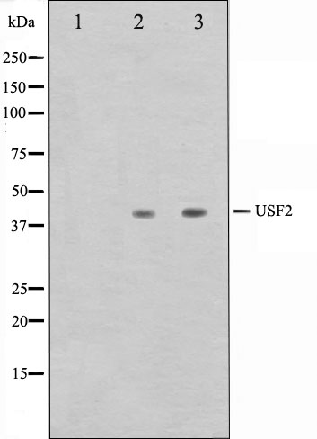 Upstream stimulatory factor 2 Ab