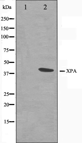 XPA Ab