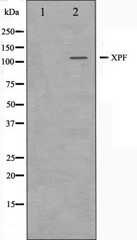 ERCC4 Ab