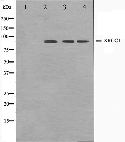 XRCC1 Ab