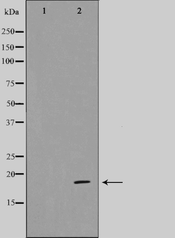 CDK2 associated protein 1 Ab