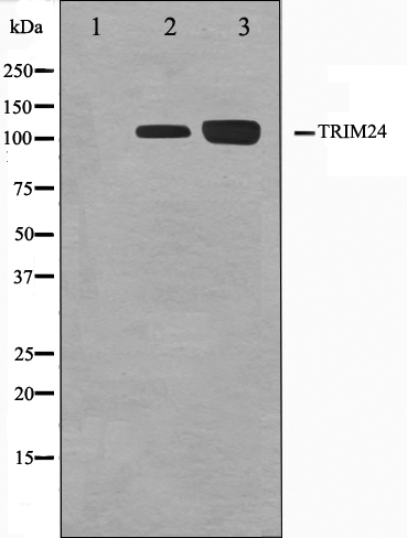 TRIM24 Ab